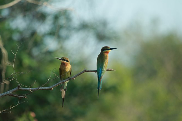 Birdwatching Tour