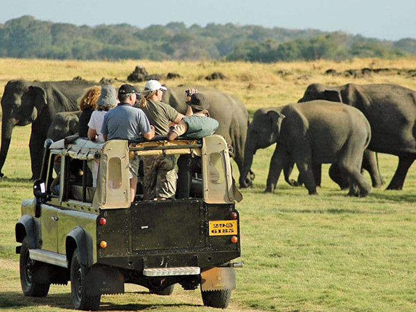 Minneriya National Park