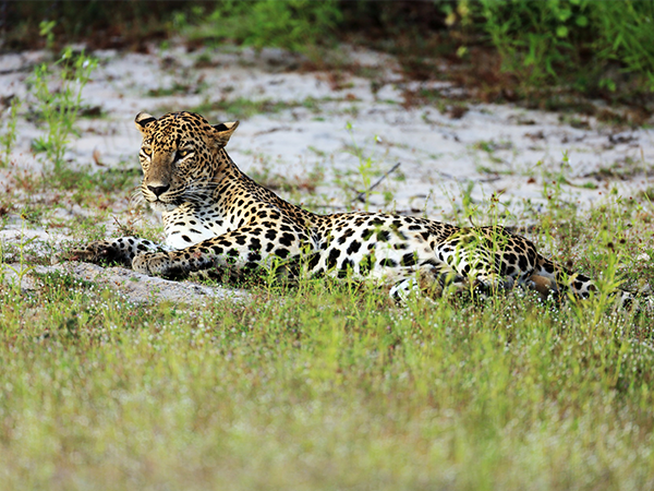 Wilpattu