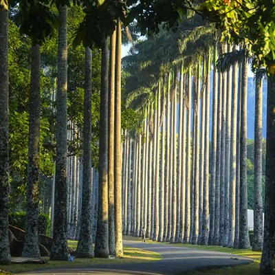 Royal Botanical Gardens, Peradeniya