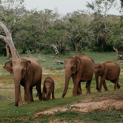 Yala National Park – Block 1 (Safari Zone)