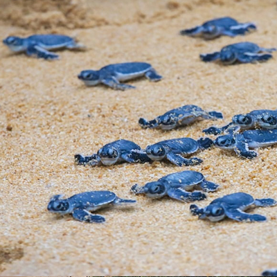 Rekawa Turtle Conservation Project