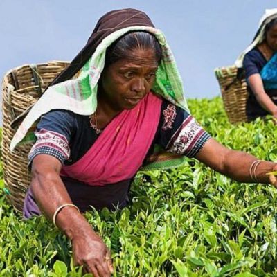 Tea Plantations & Factories (Pedro or Labookellie)