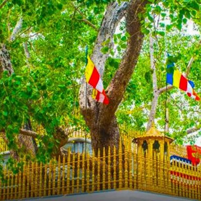 Sri Maha Bodhi Tree