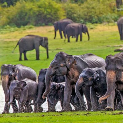 The Gathering of Elephants