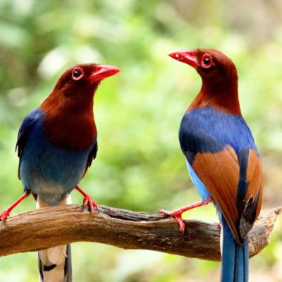 Birdwatching & Wildlife Safari