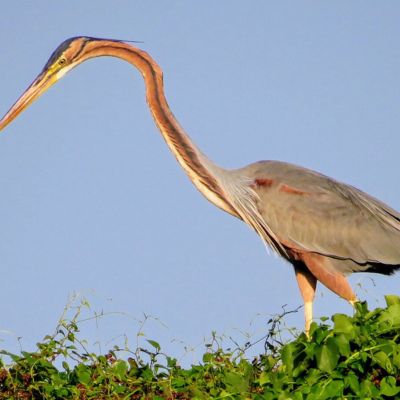 Muthurajawela Marsh Sanctuary