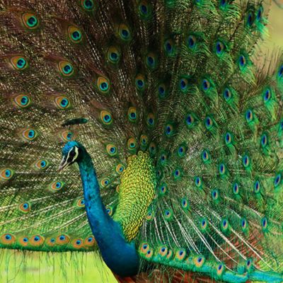 Birdwatcher's Paradise