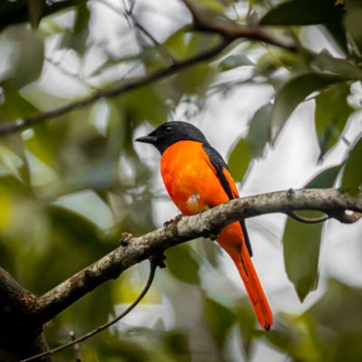 Endemic Wildlife & Birdwatching