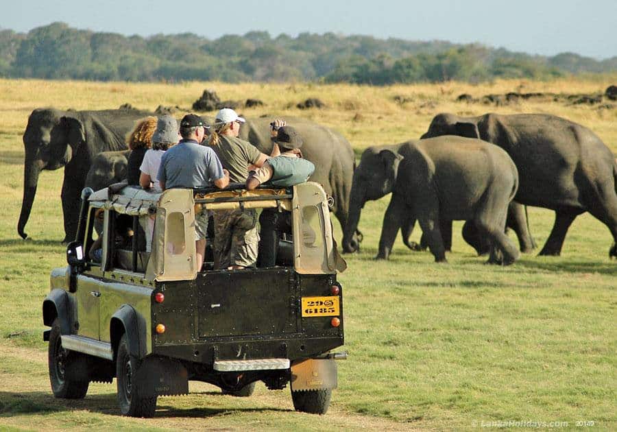Minneriya National Park