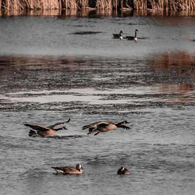 Shallow Lagoons & Migratory Birds