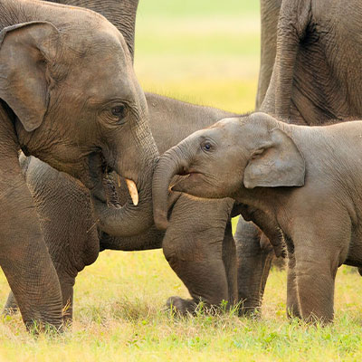 Elephants, Turtles & Reptilians