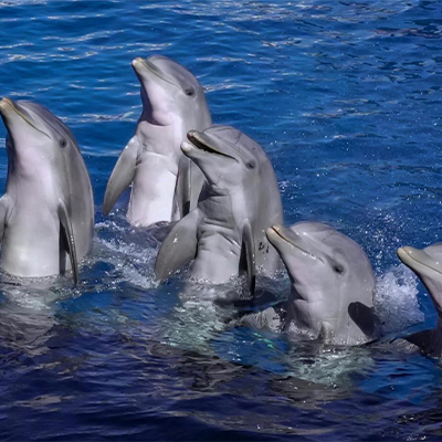 Whale & Dolphin Watching