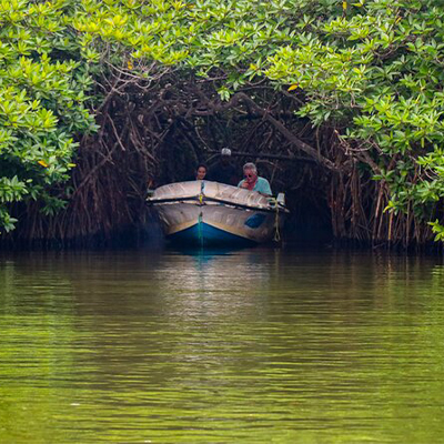 Madu Ganga & Mangrove River Safari