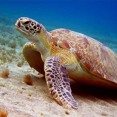 Kosgoda Turtle Hatchery & Nearby Sights