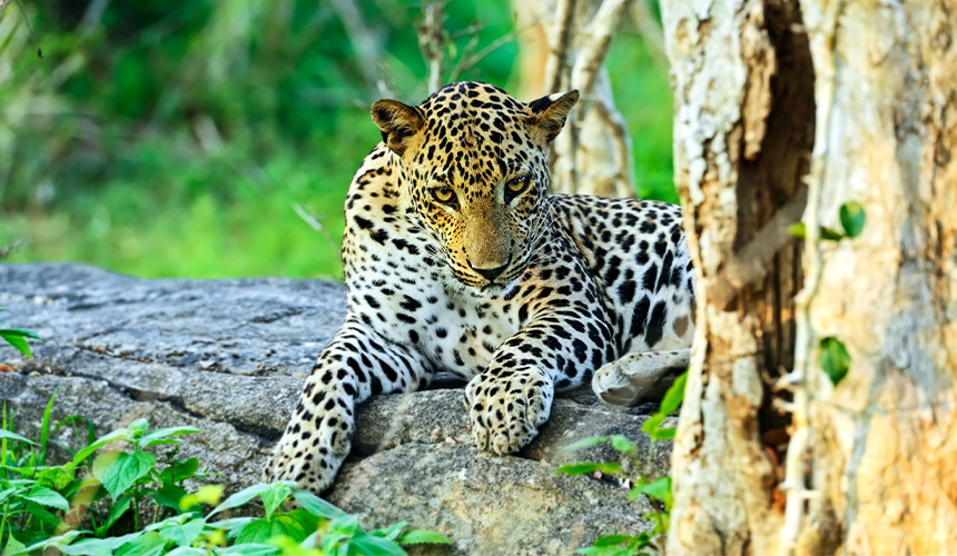 activty img slider Image